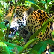 Osa Peninsula Wildlife Safari, Costa Rica