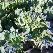 Oysterleaf (Mertensia Maritima)