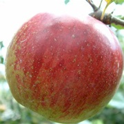 Ben Davis Apple