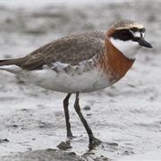 Lesser Sand-Plover