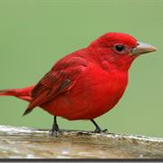 Summer Tanager