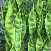 Petai / Sato / Bitter Bean (Parkia Speciosa)