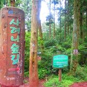 Sanyeoni Forest, Jeju
