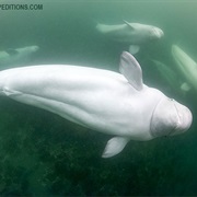 You Can Swim With Beluga Whales in Churchill, Manitoba