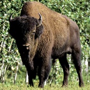 Wood Buffalo National Park, Canada