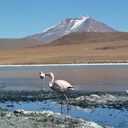 Jeeping Through the Salt Desert Salar De Uyuni, Bolivia