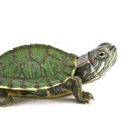 Have a Pet Turtle