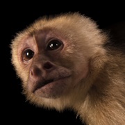 White-Throated Capuchin