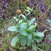 Ox-Eye Daisy (Leucanthemum Vulgare)
