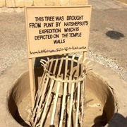 Hatshepsut's Myrrh Tree