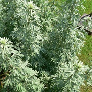 Grand Wormwood (Artemisia Absinthium)