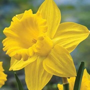 Daffodils