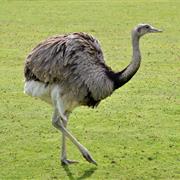 Greater Rhea