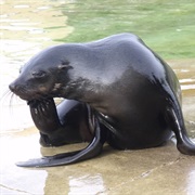 South African Fur Seal