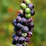 Summer Grape (Vitis Aestivalis)