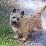 Cairn Terrier