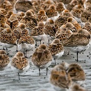 Grays Harbor National Wildlife Refuge