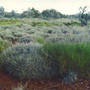 Spinifex (Triodia)