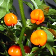 Bonnet Pepper (Capsicum Chinense)