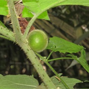 Indian Nightshade (Solanum Lasiocarpum)
