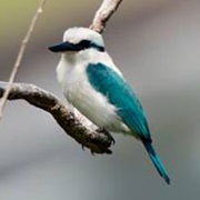 Marquesan Kingfisher