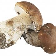 Cep