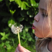 Wish on a Dandelion