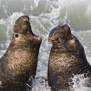Northern Elephant Seal