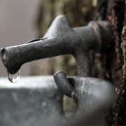 Visiting a Maple Farm