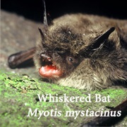 Armenian Whiskered Bat