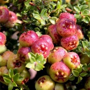 Emu Apple (Owenia Acidula)