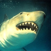 The Shark - Jaws