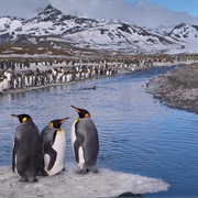 British Antarctica (Sandwich, So. Georgia, So...)