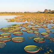 Pantanal Wetlands, Brazil