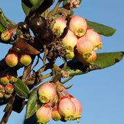 Mission Manzanita (Xylococcus Bicolor)