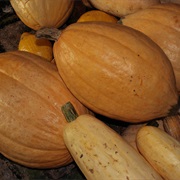 Arikara Squash