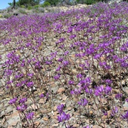 Tapertip Onion (Allium Acuminatum)