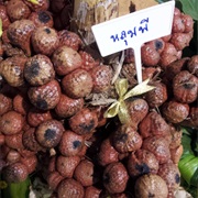 Asam Kelubi (Eleiodoxa Conferta)