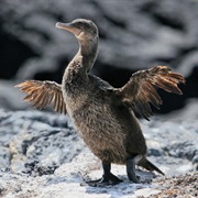 Flightless Cormorant