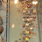 Butterfly Conservatory, American Museum of Natural History