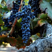 Syrah