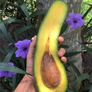 Giant Avos