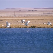 Freezeout Lake Wildlife Management Area, Montana
