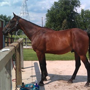 American Standardbred