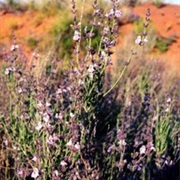 Frosted Mint (Poliomintha Incana)