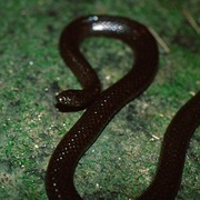 Kikuzato's Brook Snake