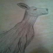 Kangaroo