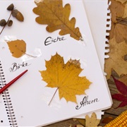 Self-Made Tree-Lexicon With Collected Leaves