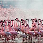 Flamingos at Lake Nakuru