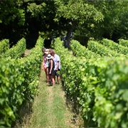 Wine-Tasting in Bordeaux Vineyards